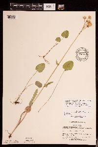 Packera pseudaurea var. semicordata image