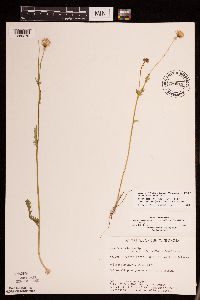 Packera pseudaurea var. semicordata image