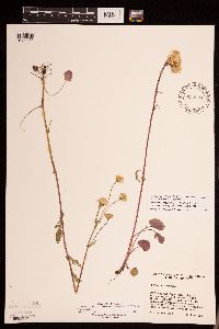 Packera pseudaurea var. semicordata image