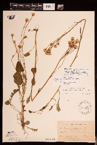 Packera pseudaurea var. semicordata image