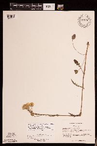 Packera pseudaurea var. semicordata image