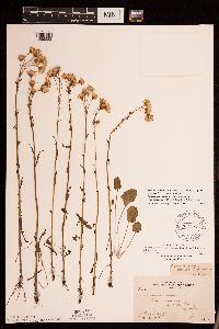 Packera pseudaurea var. semicordata image