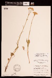 Packera pseudaurea var. semicordata image