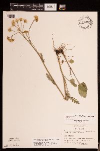 Packera pseudaurea var. semicordata image