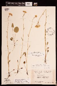 Packera pseudaurea var. semicordata image