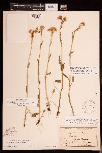 Packera pseudaurea var. semicordata image