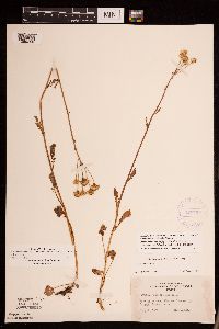 Packera pseudaurea var. semicordata image