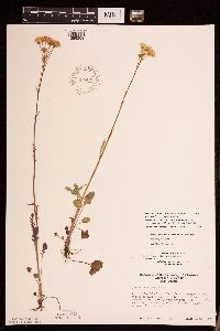 Packera pseudaurea var. semicordata image