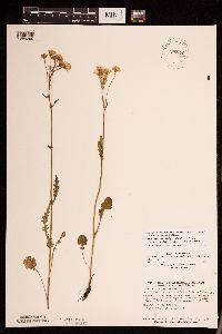 Packera pseudaurea var. semicordata image