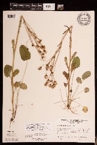Packera pseudaurea var. semicordata image