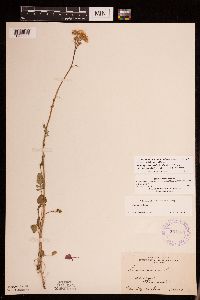 Packera pseudaurea var. semicordata image