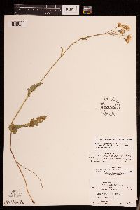 Packera pseudaurea var. semicordata image