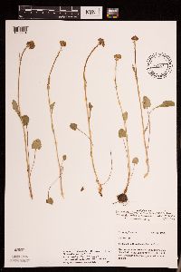 Packera pseudaurea var. semicordata image