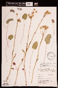 Packera pseudaurea var. semicordata image