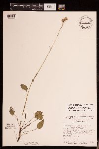 Packera pseudaurea var. semicordata image