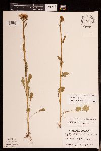 Packera pseudaurea var. semicordata image