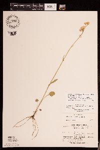 Packera pseudaurea var. semicordata image