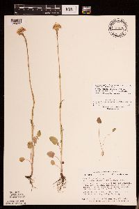 Packera pseudaurea var. semicordata image