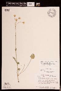 Packera pseudaurea var. semicordata image