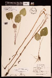 Packera pseudaurea var. semicordata image