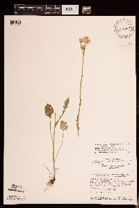 Packera pseudaurea var. semicordata image