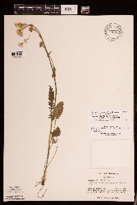 Packera pseudaurea var. semicordata image