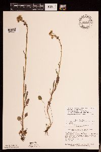 Packera pseudaurea var. semicordata image