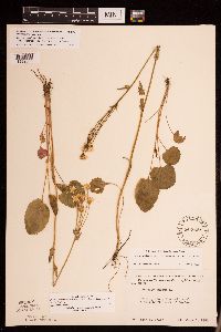 Packera pseudaurea var. semicordata image