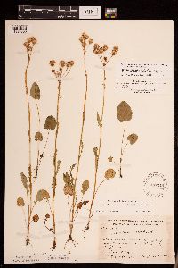 Packera pseudaurea var. semicordata image