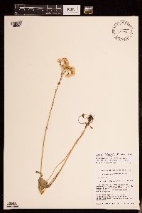 Packera pseudaurea var. semicordata image
