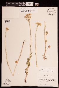 Packera pseudaurea var. semicordata image