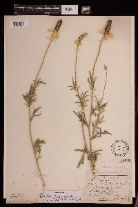 Ratibida columnifera image