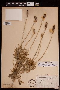 Ratibida columnifera image