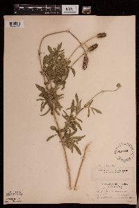 Ratibida columnifera image
