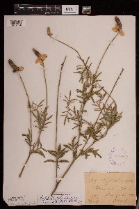 Ratibida columnifera image