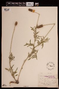 Ratibida columnifera image
