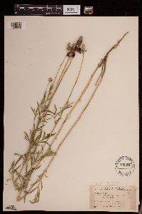 Ratibida columnifera image
