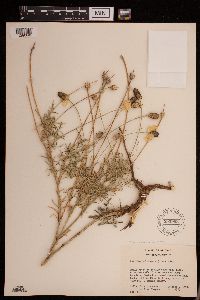 Ratibida columnifera image