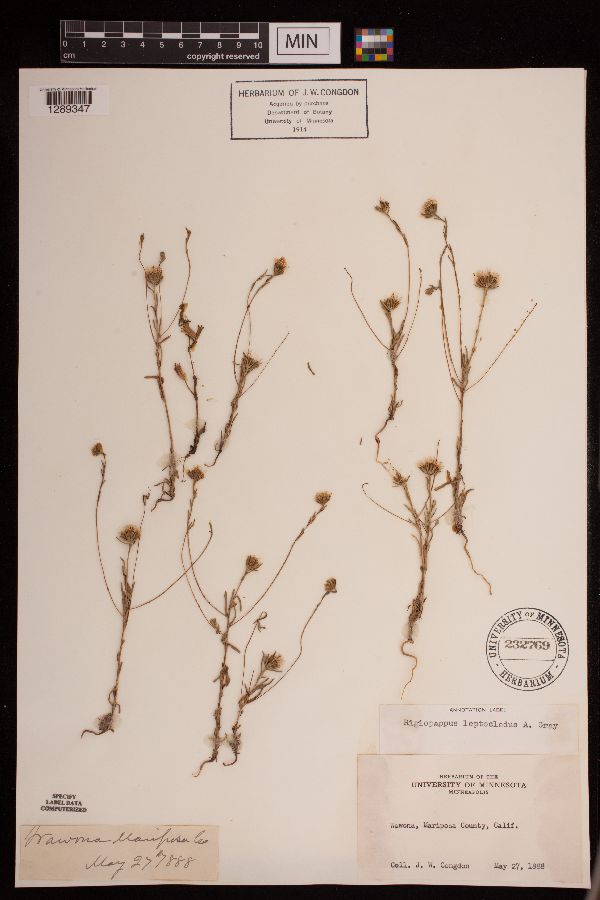 Rigiopappus leptocladus image