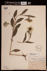 Image Associated With the Occurrence