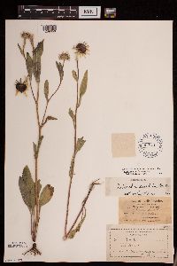 Image Associated With the Occurrence