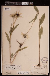 Image Associated With the Occurrence