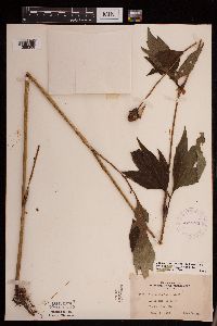 Rudbeckia laciniata image