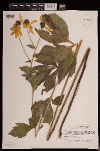 Rudbeckia laciniata image