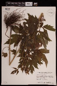 Rudbeckia laciniata image