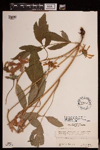 Rudbeckia laciniata image