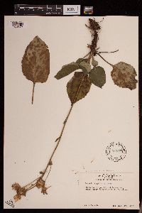 Rugelia nudicaulis image