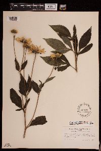 Media resource of Rudbeckia subtomentosa