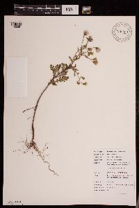 Senecio viscosus image