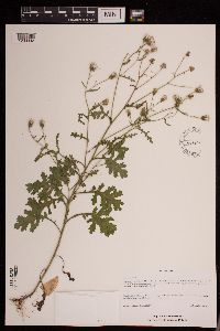 Senecio viscosus image